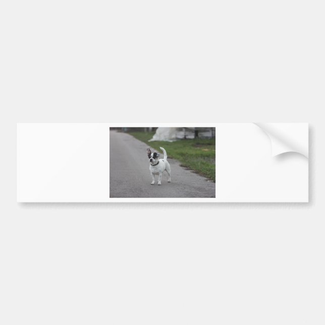Terrier Dog looking Cute! Bumper Sticker (Front)