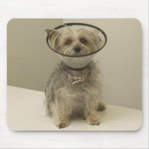 Terrier dog wearing protective collar, close-up mouse pad