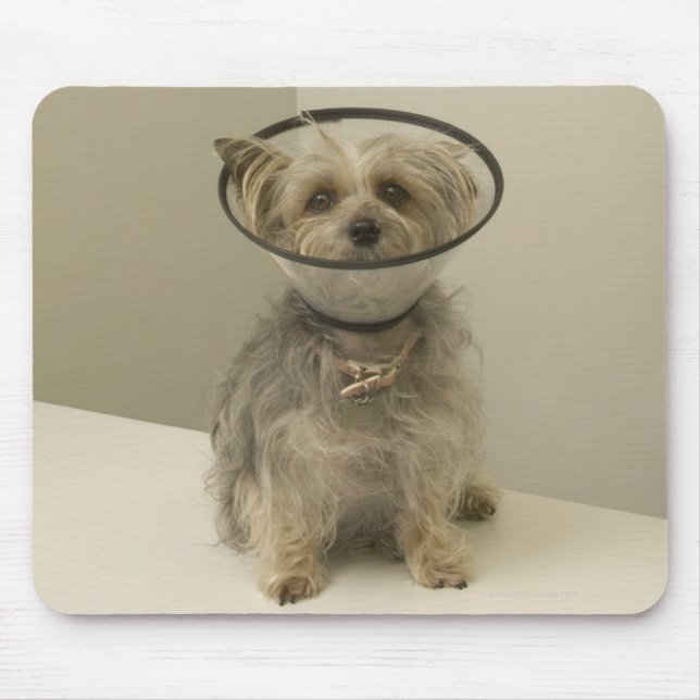 Terrier dog wearing protective collar, close-up mouse pad (Front)