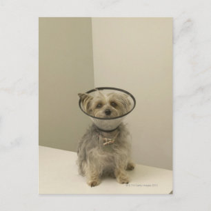 Terrier dog wearing protective collar, close-up postcard