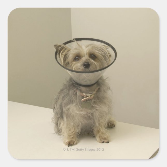 Terrier dog wearing protective collar, close-up square sticker (Front)