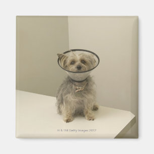 Terrier dog wearing protective collar magnet