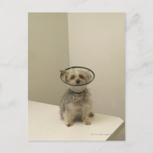 Terrier dog wearing protective collar postcard