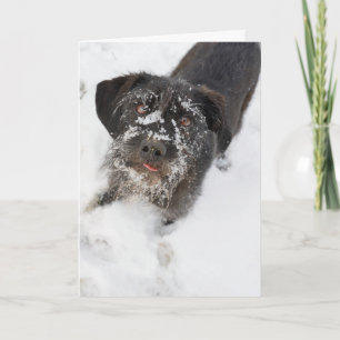 Terrier with a snowy nose Christmas Holiday Card