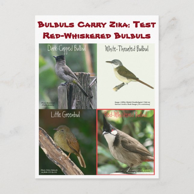 Test Red-Whiskered Bulbuls by RoseWrites Postcard (Front)