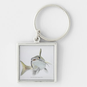 Tete sea catfish (Hexanematichthys seemanni) 2 Key Ring