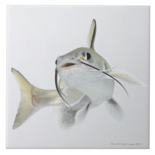 Tete sea catfish (Hexanematichthys seemanni) 2 Tile (Front)