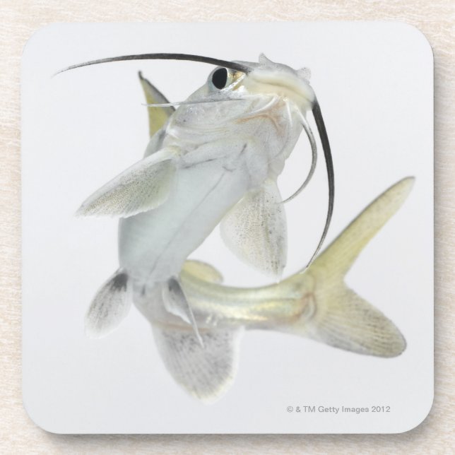 Tete sea catfish (Hexanematichthys seemanni) Coaster (Front)