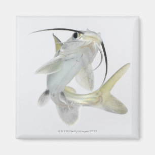 Tete sea catfish (Hexanematichthys seemanni) Magnet
