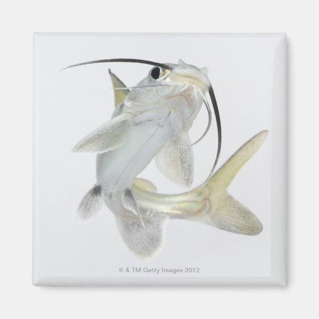 Tete sea catfish (Hexanematichthys seemanni) Magnet (Front)