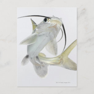 Tete sea catfish (Hexanematichthys seemanni) Postcard