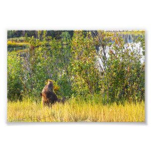 Teton Bear Eating Berries, Wyoming Photo Print
