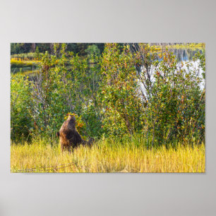 Teton Bear Eating Berries, Wyoming Poster