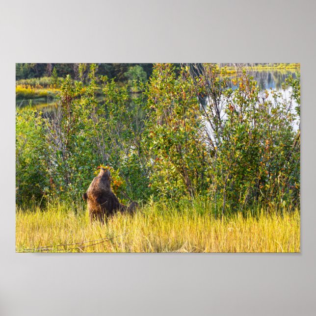 Teton Bear Eating Berries, Wyoming Poster (Front)