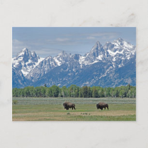 Teton Buffalo Postcard