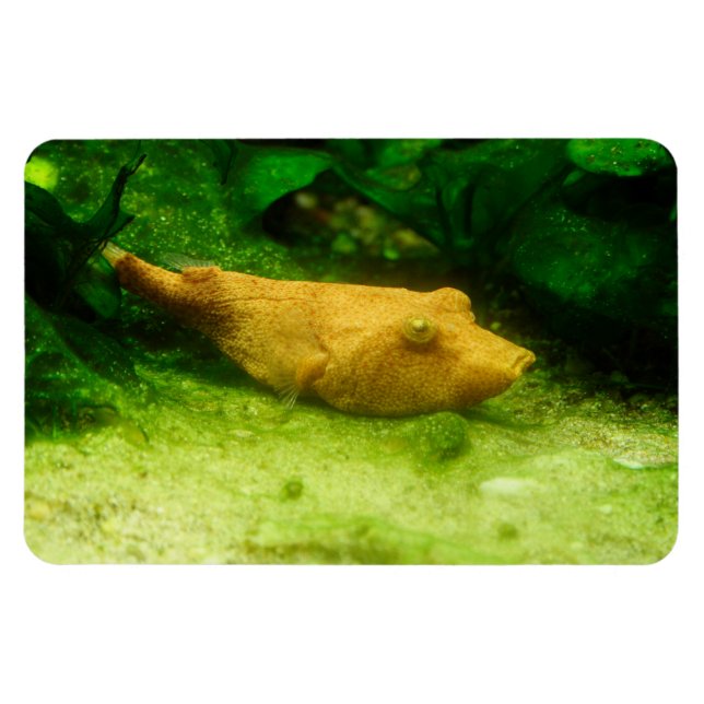 Tetraodon miurus magnet (Horizontal)
