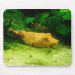 Tetraodon miurus mouse pad