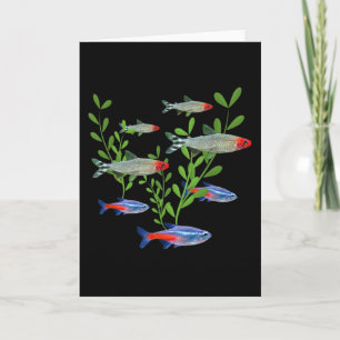 Tetras Aquarium Neon Tetras Rummy Nose Tetras Fish Card