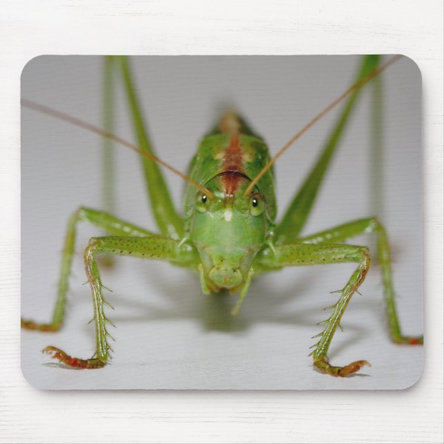 Tettigonia viridissima mouse pad (Front)