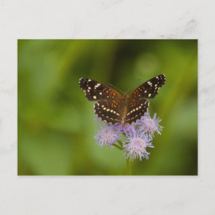 Texan Crescent Butterfly Postcard