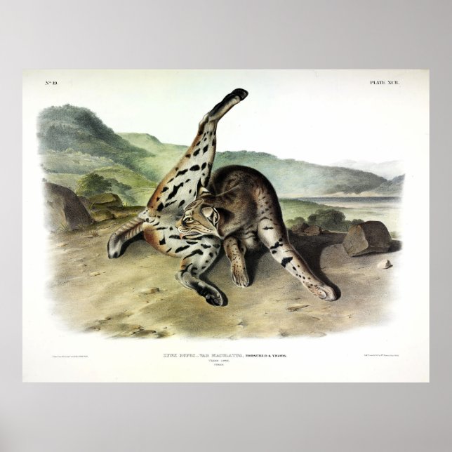 Texan Lynx (Bobcat, Red Lynx) (Lynx Rufus) Poster (Front)
