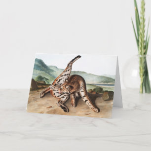 Texan Lynx (Lynx rufus var maculatus) Illustration Card