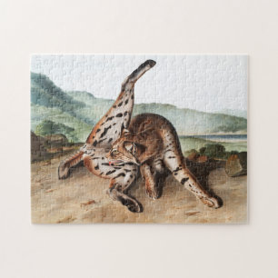 Texan Lynx (Lynx rufus var maculatus) Illustration Jigsaw Puzzle