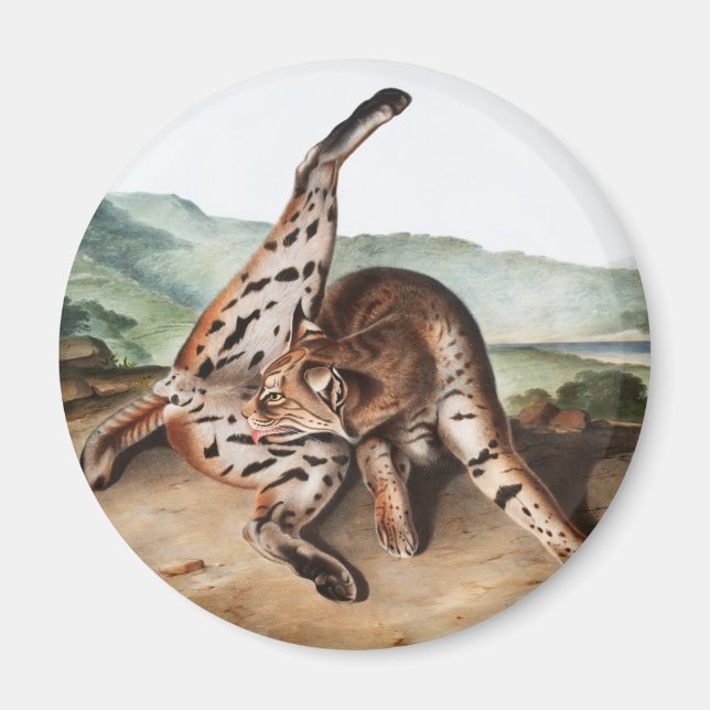 Texan Lynx (Lynx rufus var maculatus) Illustration Magnet (Front)
