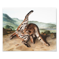 Texan Lynx (Lynx rufus var maculatus) Illustration
