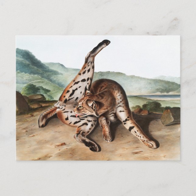 Texan Lynx (Lynx rufus var maculatus) Illustration Postcard (Front)