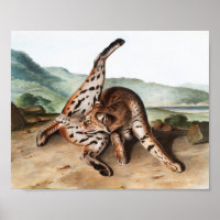 Texan Lynx (Lynx rufus var maculatus) Illustration