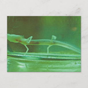 Texas Blind Salamander Postcard