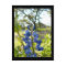 Texas Blue Bonnet Postcard