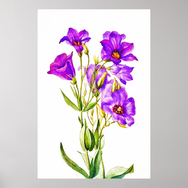 Texas Bluebells Eustoma Russellianum Poster (Front)