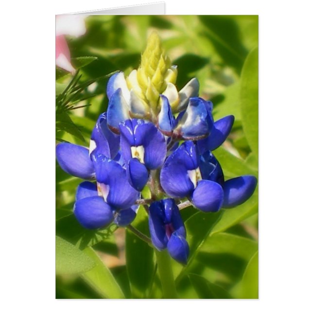 Texas Bluebonnet (Front)