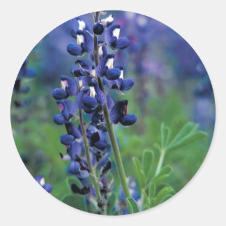 Texas Bluebonnet-2-Best Classic Round Sticker