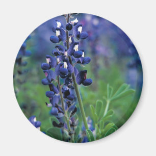 Texas Bluebonnet-2-Best Magnet