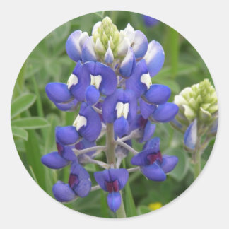 Texas Bluebonnet Classic Round Sticker