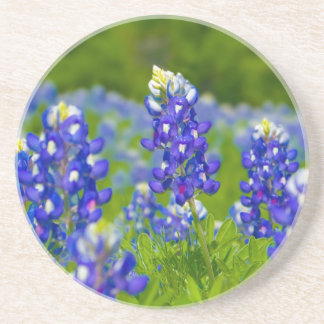Texas Bluebonnet coaster