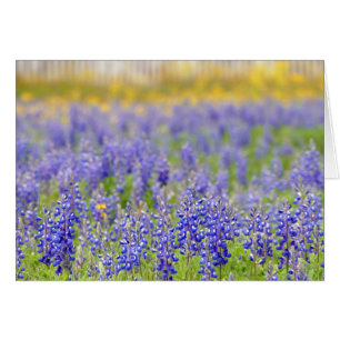 Texas Bluebonnet, Nacogdoches County