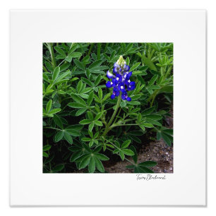 Texas Bluebonnet Photo Print