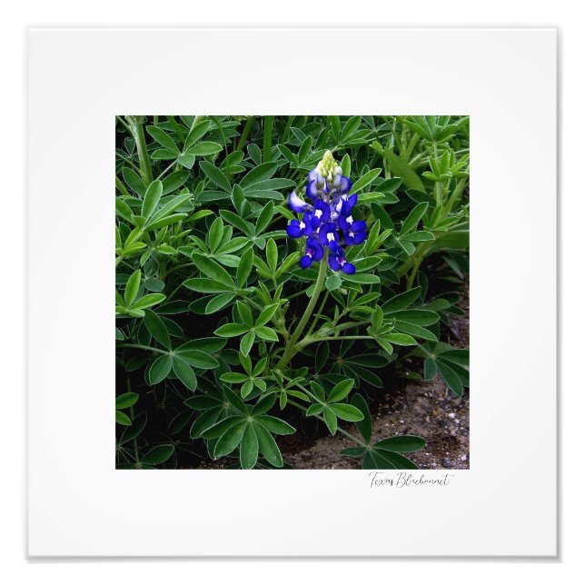 Texas Bluebonnet Photo Print (Front)