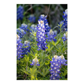 Texas Bluebonnet Photo Print
