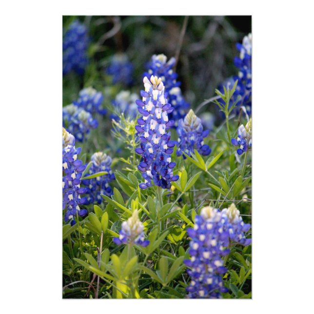 Texas Bluebonnet Photo Print (Front)