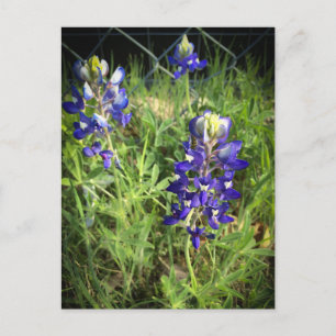 Texas Bluebonnet Postcard