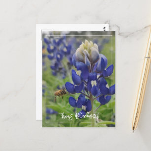 Texas Bluebonnet Postcard