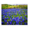 Texas Bluebonnet