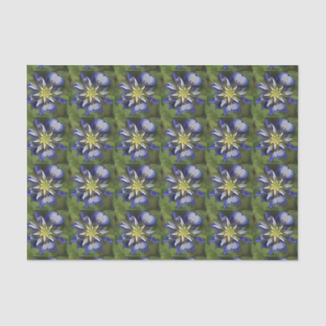Texas Bluebonnet Tissue Paper (Front)