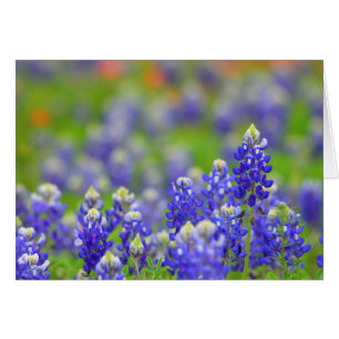 Texas Bluebonnets