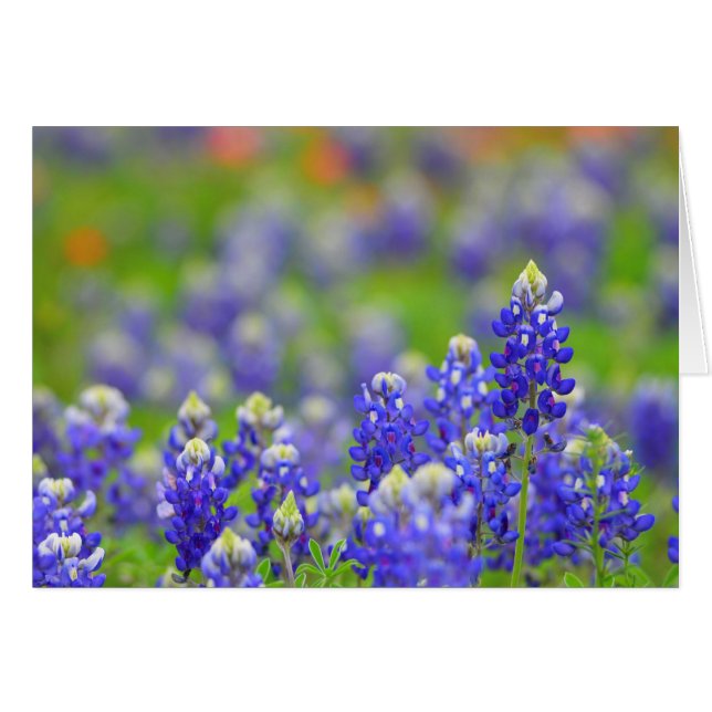 Texas Bluebonnets (Front Horizontal)